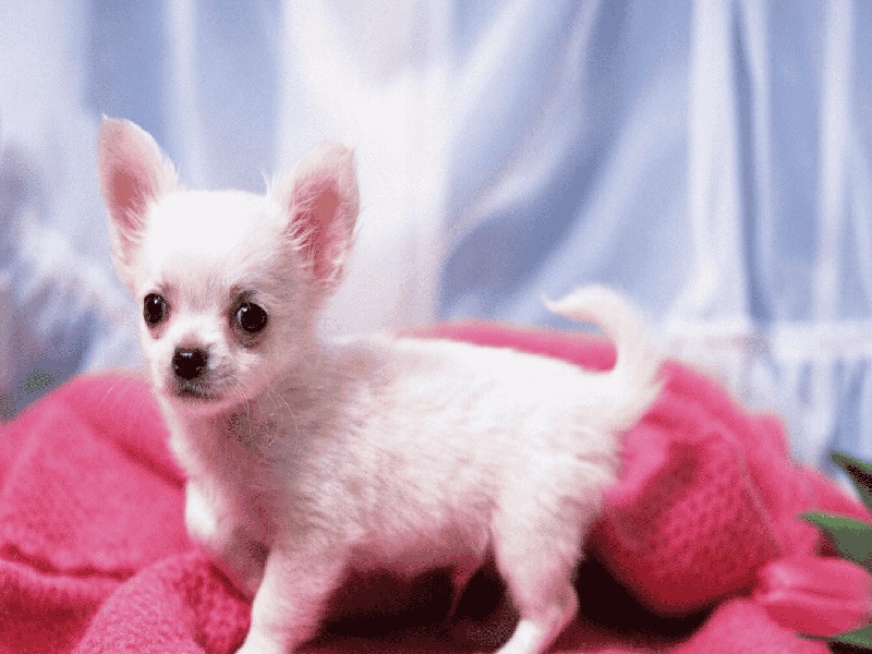 兰州惜缘试管代生机构:怀二胎孕吐反应特大,和孕妇自身以及胎儿都有关